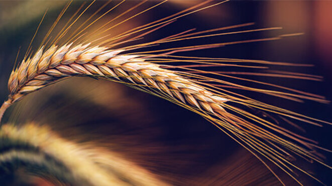 Wheat ears in field, cereal crops ripening in cultivated plantation