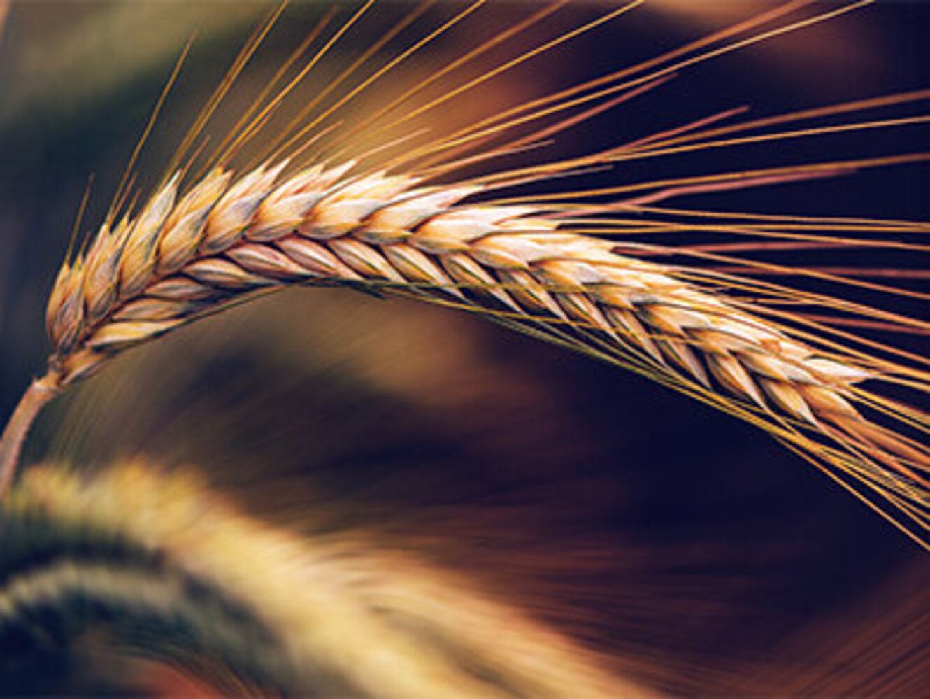 Wheat ears in field, cereal crops ripening in cultivated plantation
