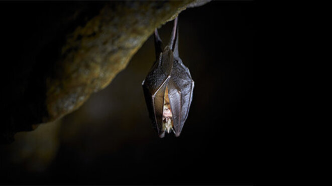 Lesser horseshoe bat hanging in a cave (Rhinolophus hipposideros)