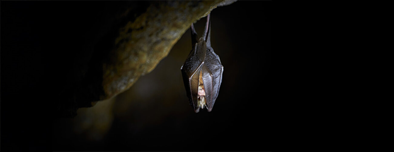 Lesser horseshoe bat hanging in a cave (Rhinolophus hipposideros)