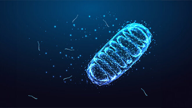 Futuristic mitochondria eukaryotic organelle in glowing low polygonal style isolated on dark blue