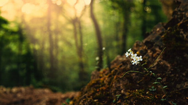 Thale cress small white wildflower on the spring forest