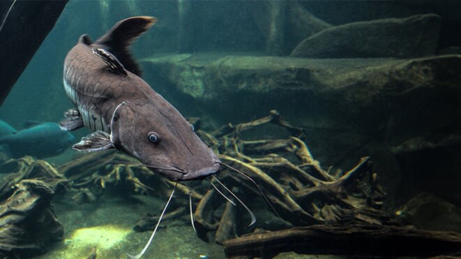 Catfish in the water