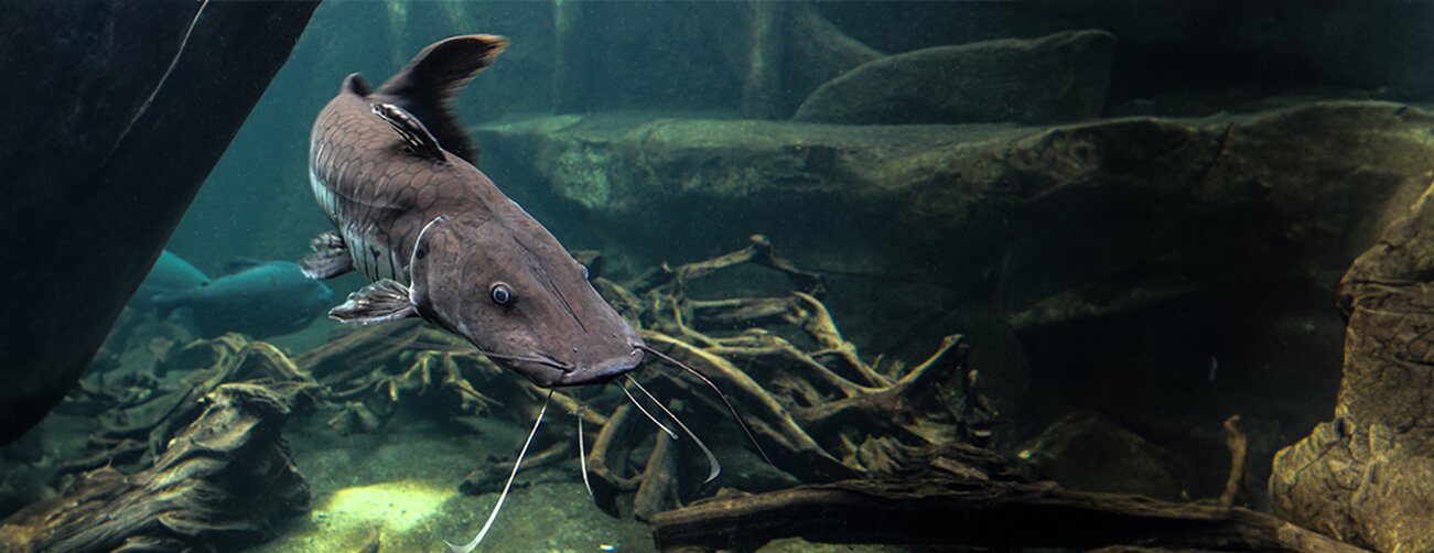 Catfish in the water