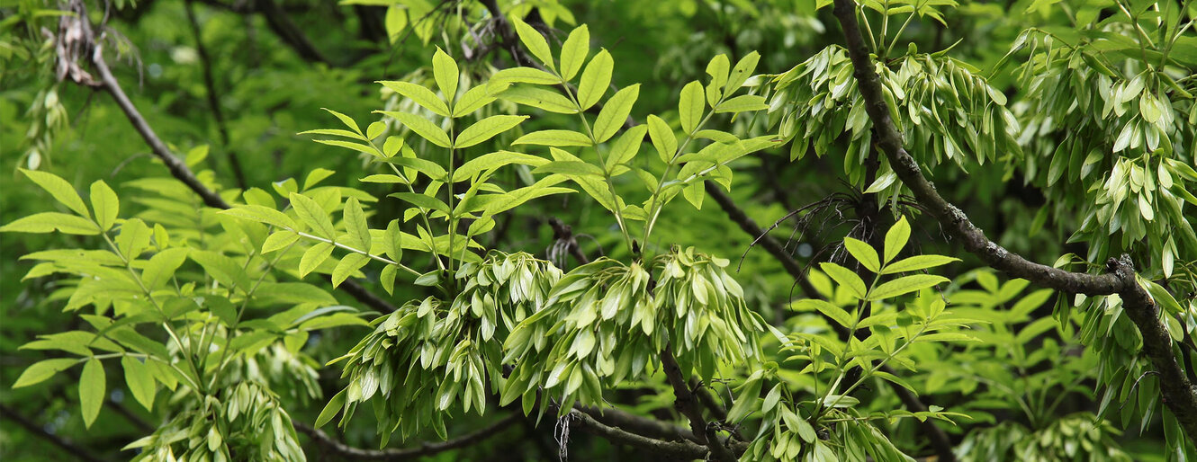 ash tree with green seeds close up 