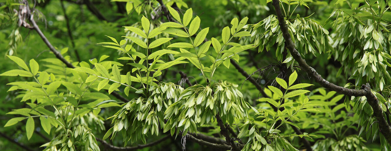 ash tree with green seeds close up 