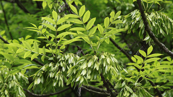 ash tree with green seeds close up