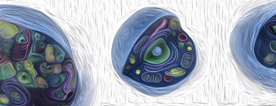 3d renderings of human cell