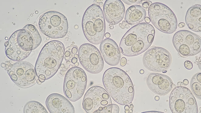 yeast cells under microscope, oval microbial culture 