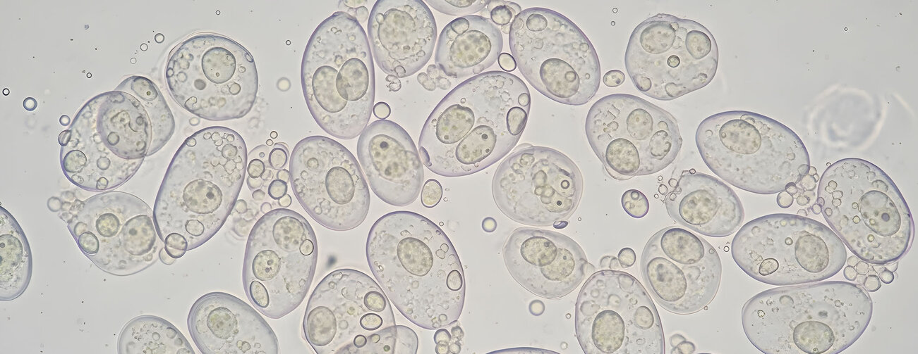 yeast cells under microscope, oval microbial culture
