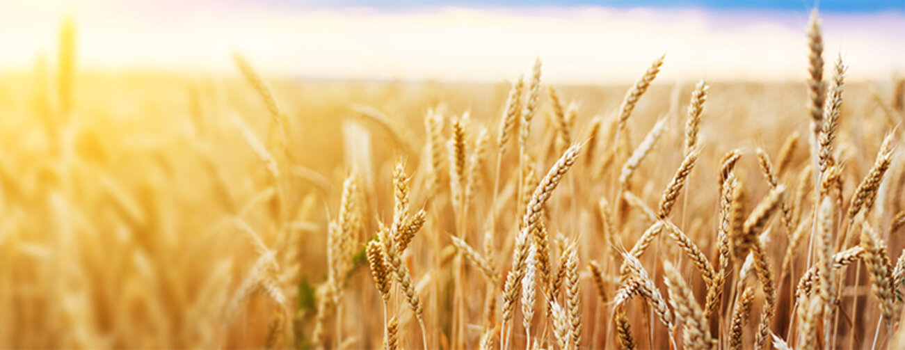 Wheat field. Ears of golden wheat close up. Beautiful Nature Sunset Landscape. Rural Scenery under Shining Sunlight. 