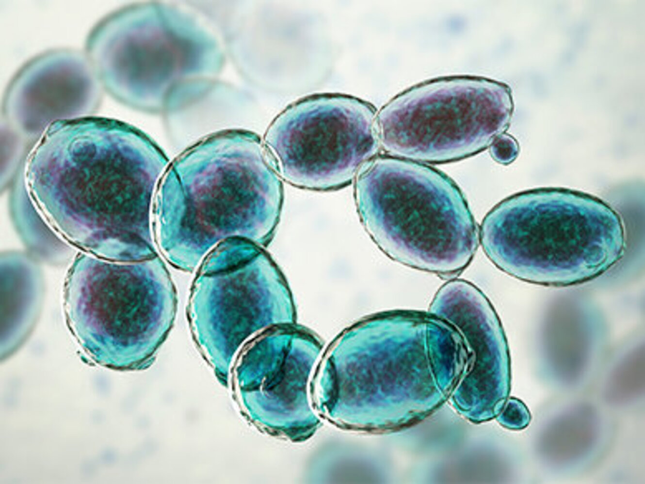 Saccharomyces cerevisiae yeast, 3D illustration.