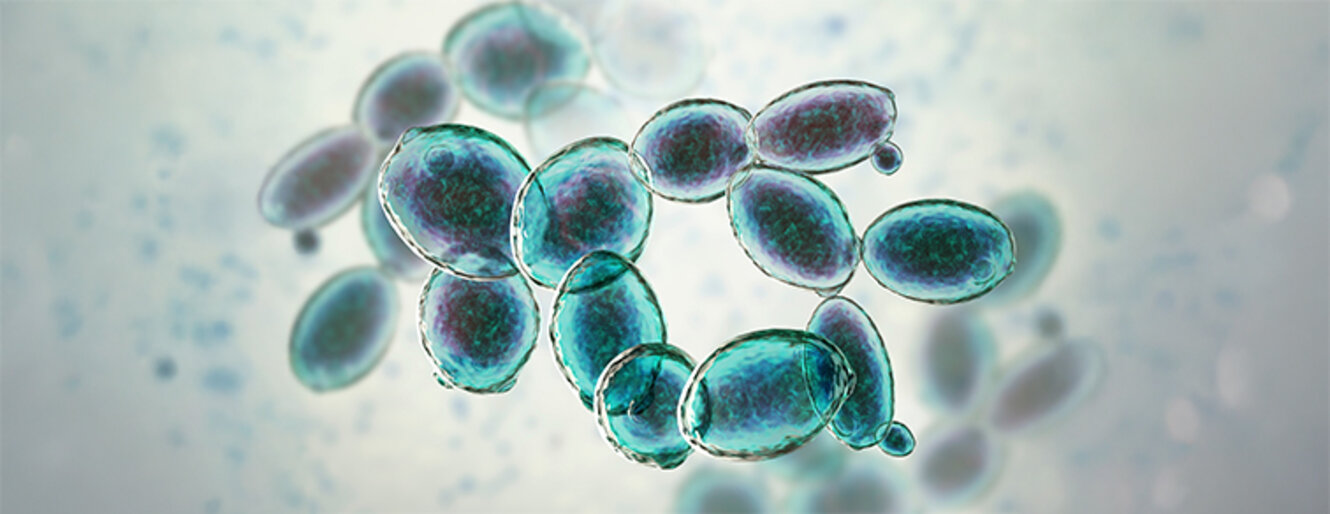 Saccharomyces cerevisiae yeast, 3D illustration.
