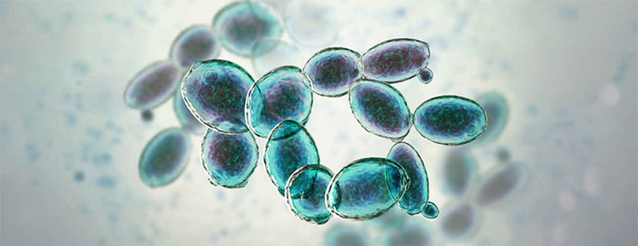 Saccharomyces cerevisiae yeast, 3D illustration.