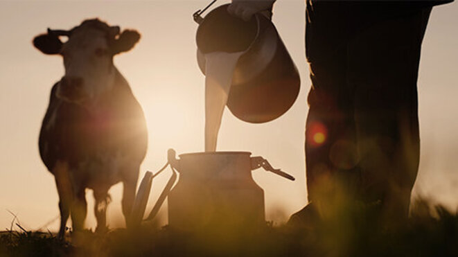 Farmer pours milk into can at sunset, in the background of a meadow with a cow