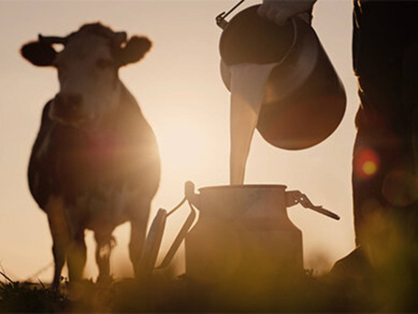 Farmer pours milk into can at sunset, in the background of a meadow with a cow