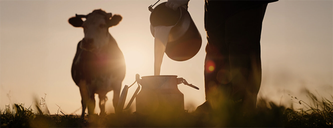 Farmer pours milk into can at sunset, in the background of a meadow with a cow