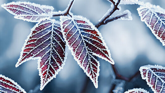 Frozen leaf in forest, background illustration.