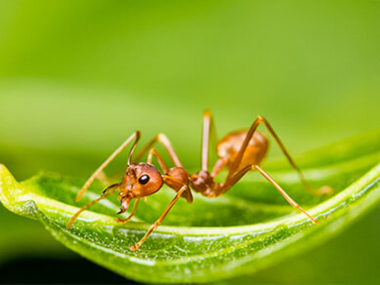 Red ant sitting exposed on green leaf