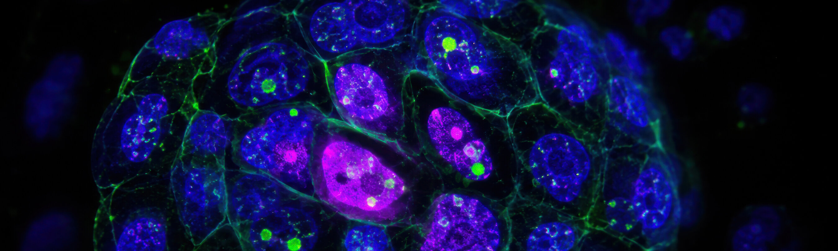 Vibrant fluorescence microscopy tracking gene editing within live embryonic cell. Fascinating biological research shows dynamic microscopic glowing cellular structure against dark background