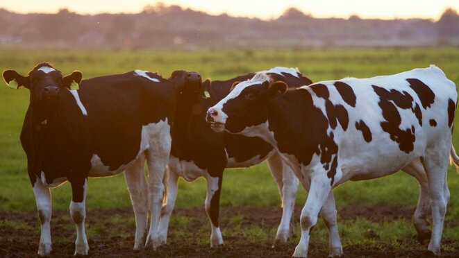 Three Black-and-white Cows