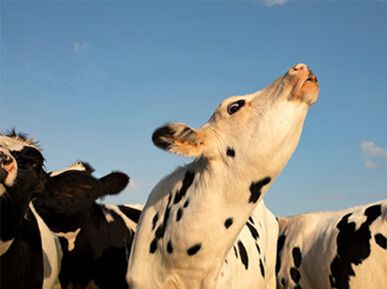 Young black and white cow does moo with her head uplifted.