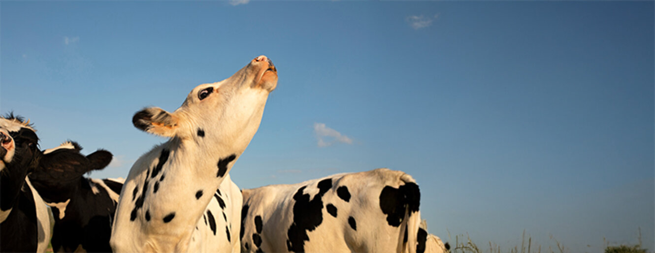 Young black and white cow does moo with her head uplifted.