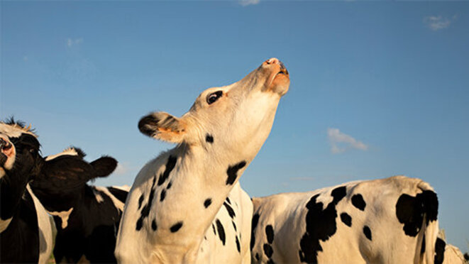 Young black and white cow does moo with her head uplifted.