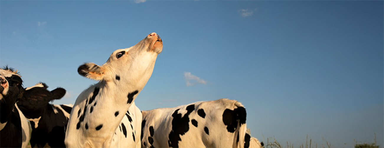 Young black and white cow does moo with her head uplifted. 