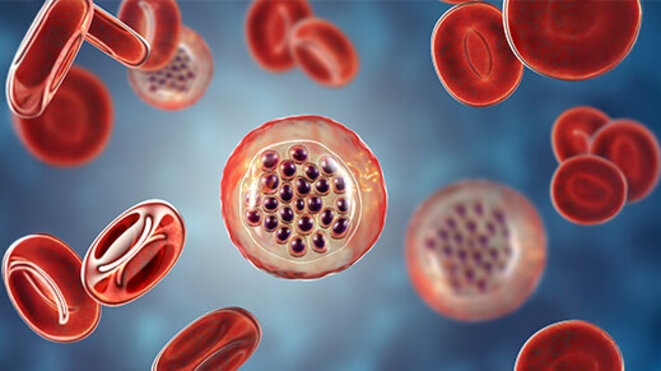 3D illustration of malaria-infected red blood cells showing malaria parasite Plasmodium falciparum in schizont stage inside red blood cells