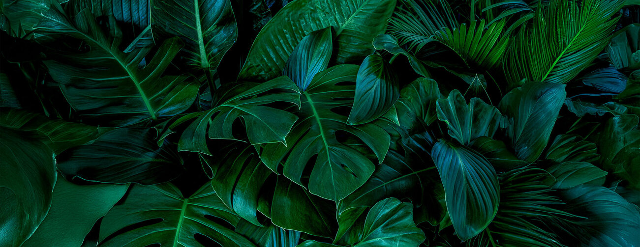 Monstera green leaves or Monstera Deliciosa in dark tones(Monstera, palm, rubber plant, pine, bird’s nest fern), background or green leafy tropical pine ... 