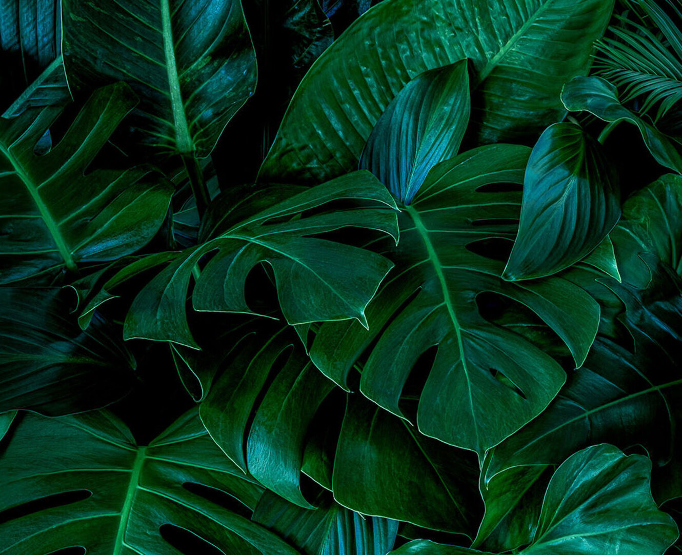 Monstera green leaves or Monstera Deliciosa in dark tones(Monstera, palm, rubber plant, pine, bird’s nest fern), background or green leafy tropical pine ...