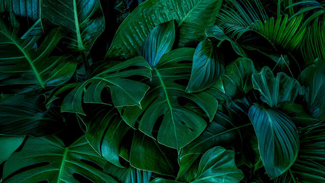 Monstera green leaves or Monstera Deliciosa in dark tones(Monstera, palm, rubber plant, pine, bird’s nest fern), background or green leafy tropical pine ...