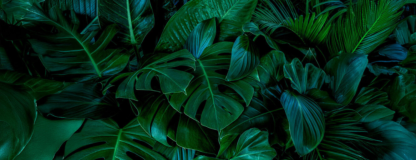 Monstera green leaves or Monstera Deliciosa in dark tones(Monstera, palm, rubber plant, pine, bird’s nest fern), background or green leafy tropical pine ...