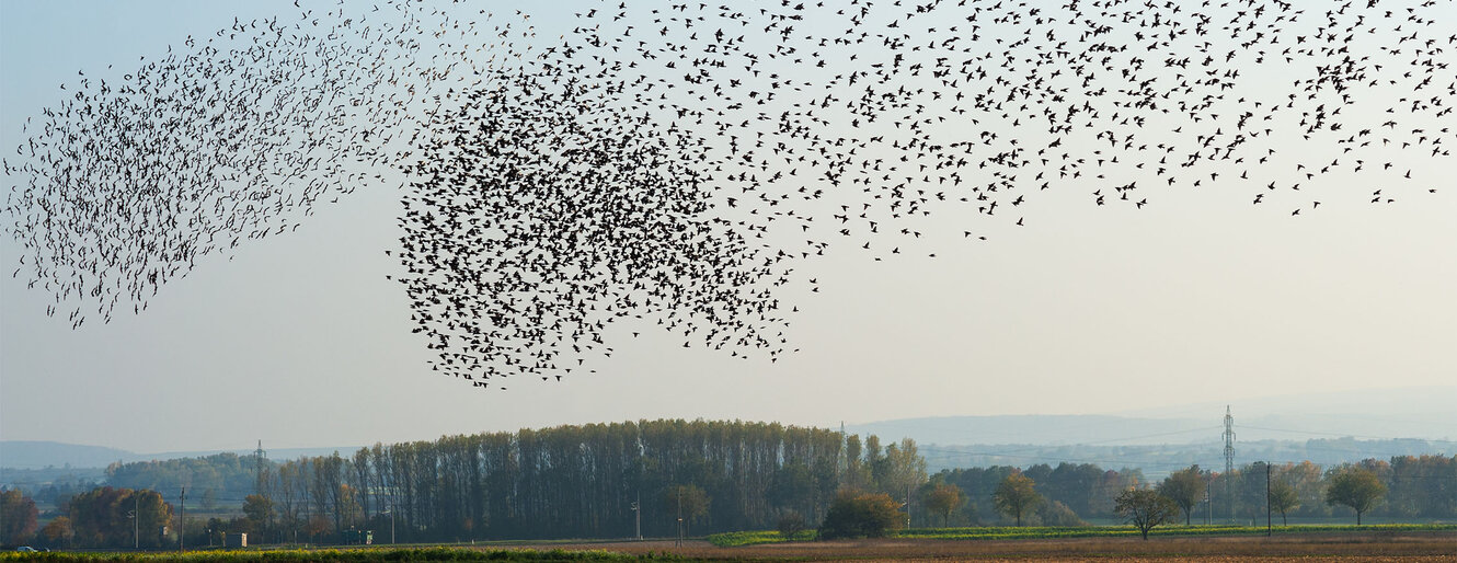 A flock of starlings in flight over the fields.