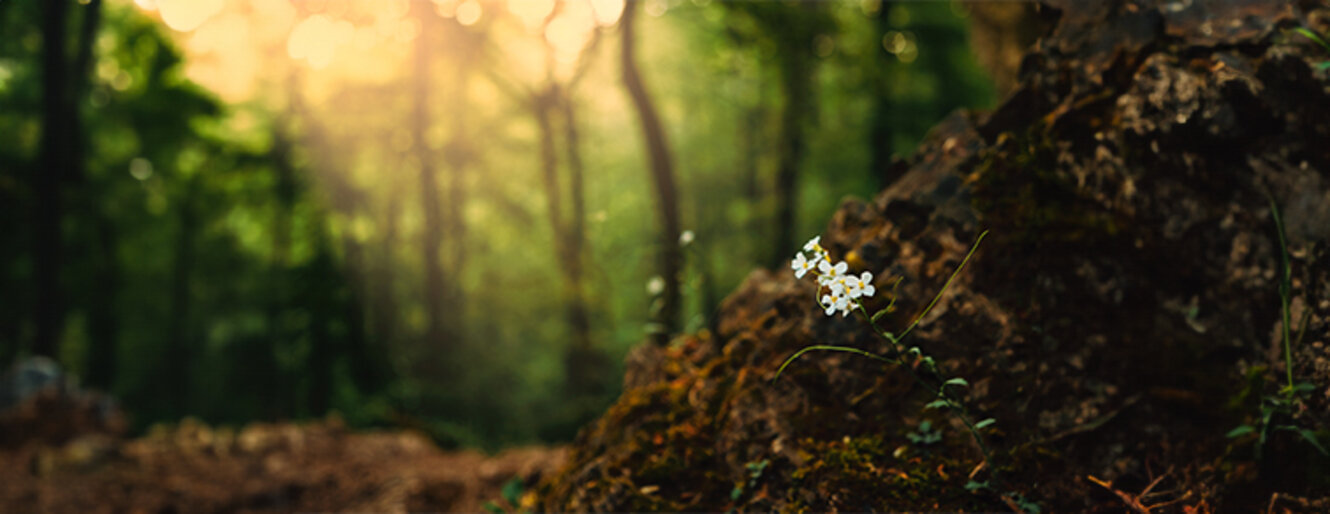 Thale cress small white wildflower on the spring forest