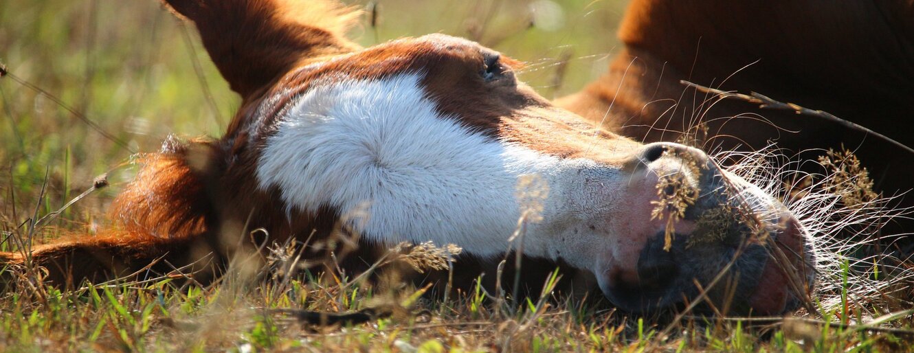 Head of a horse lying in the grass