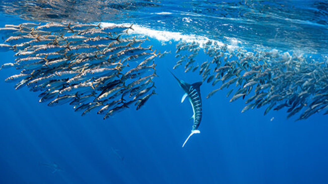 Marlins hunting on sardines or makerels in Baja California Sur 