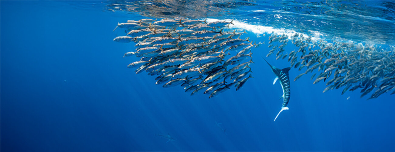 Marlins hunting on sardines or makerels in Baja California Sur 