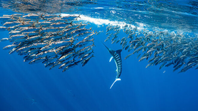 Marlins hunting on sardines or makerels in Baja California Sur
