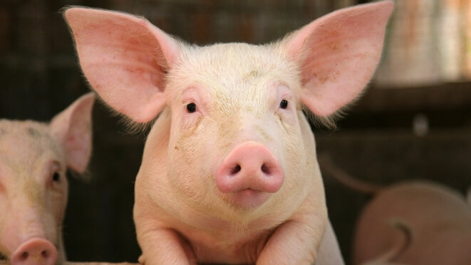 cute pig