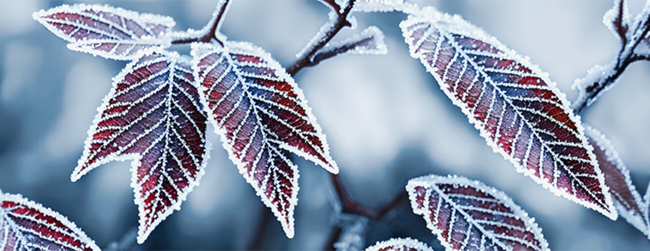 Frozen leaf in forest, background illustration.