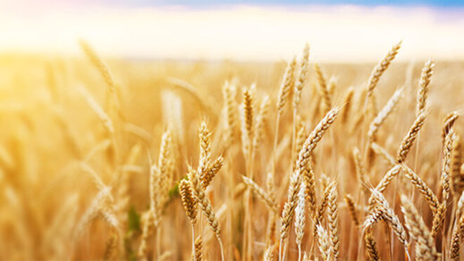 Wheat field. Ears of golden wheat close up. Beautiful Nature Sunset Landscape. Rural Scenery under Shining Sunlight. 