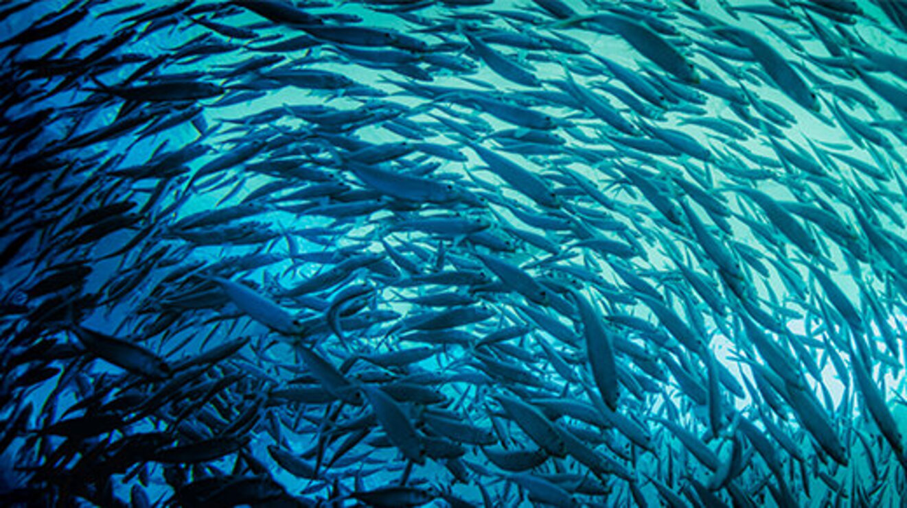 Panoramic photograph of a school of fish swimming in one direction from the depth