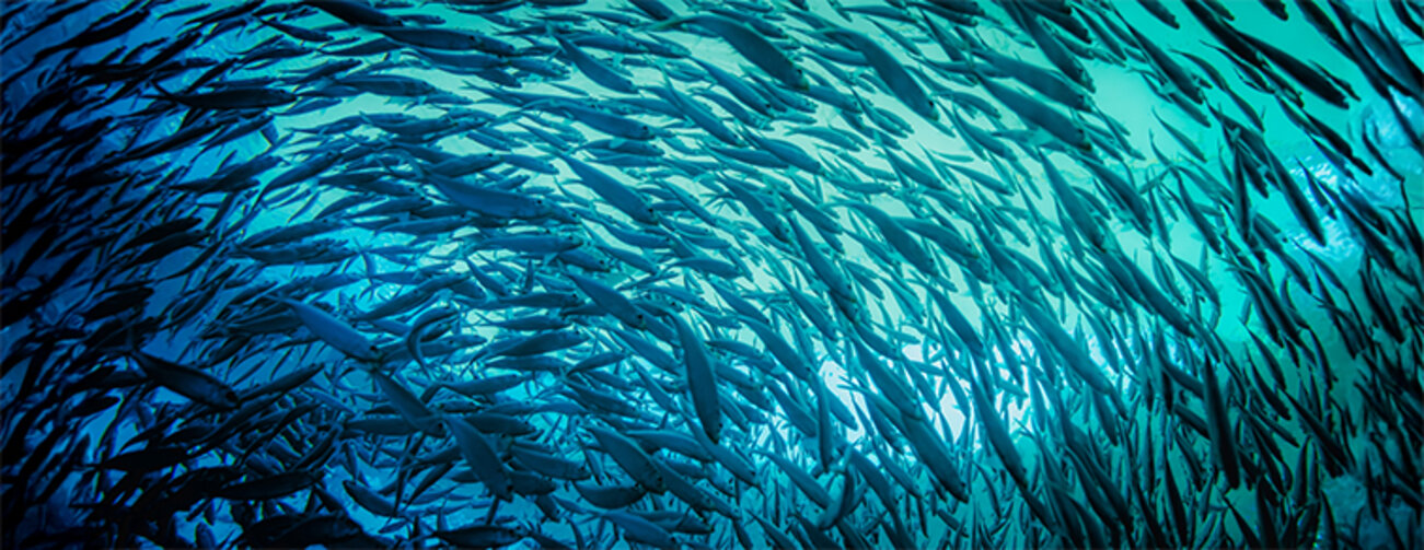 Panoramic photograph of a school of fish swimming in one direction from the depth