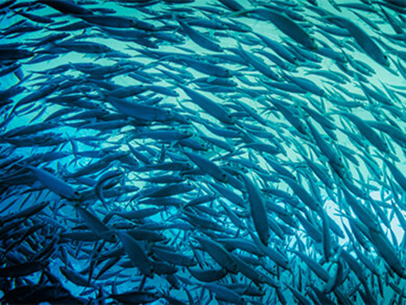 Panoramic photograph of a school of fish swimming in one direction from the depth