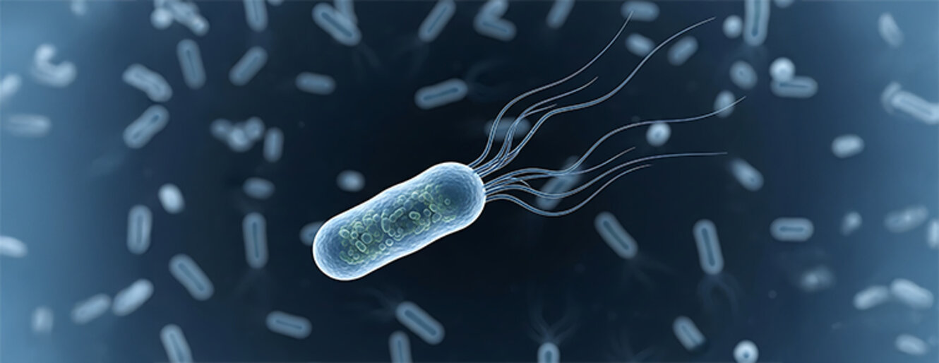 Single bacterium with flagella