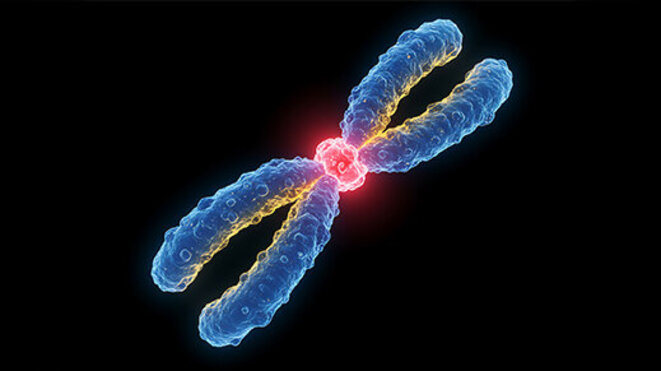 Chromosome with centromere structure 