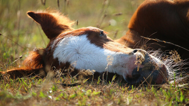 Head view of a horse lying in a meadow