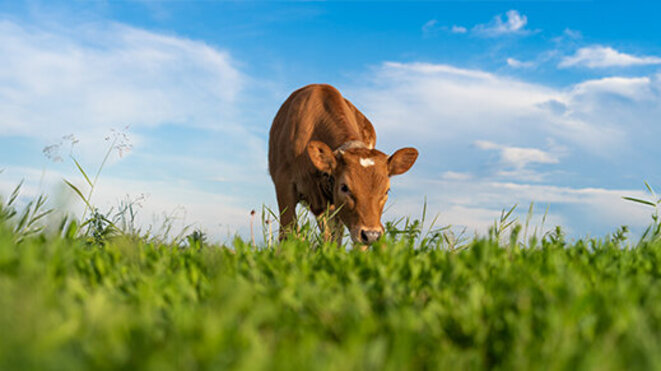 brown calf eating green grass, under the blue sky 